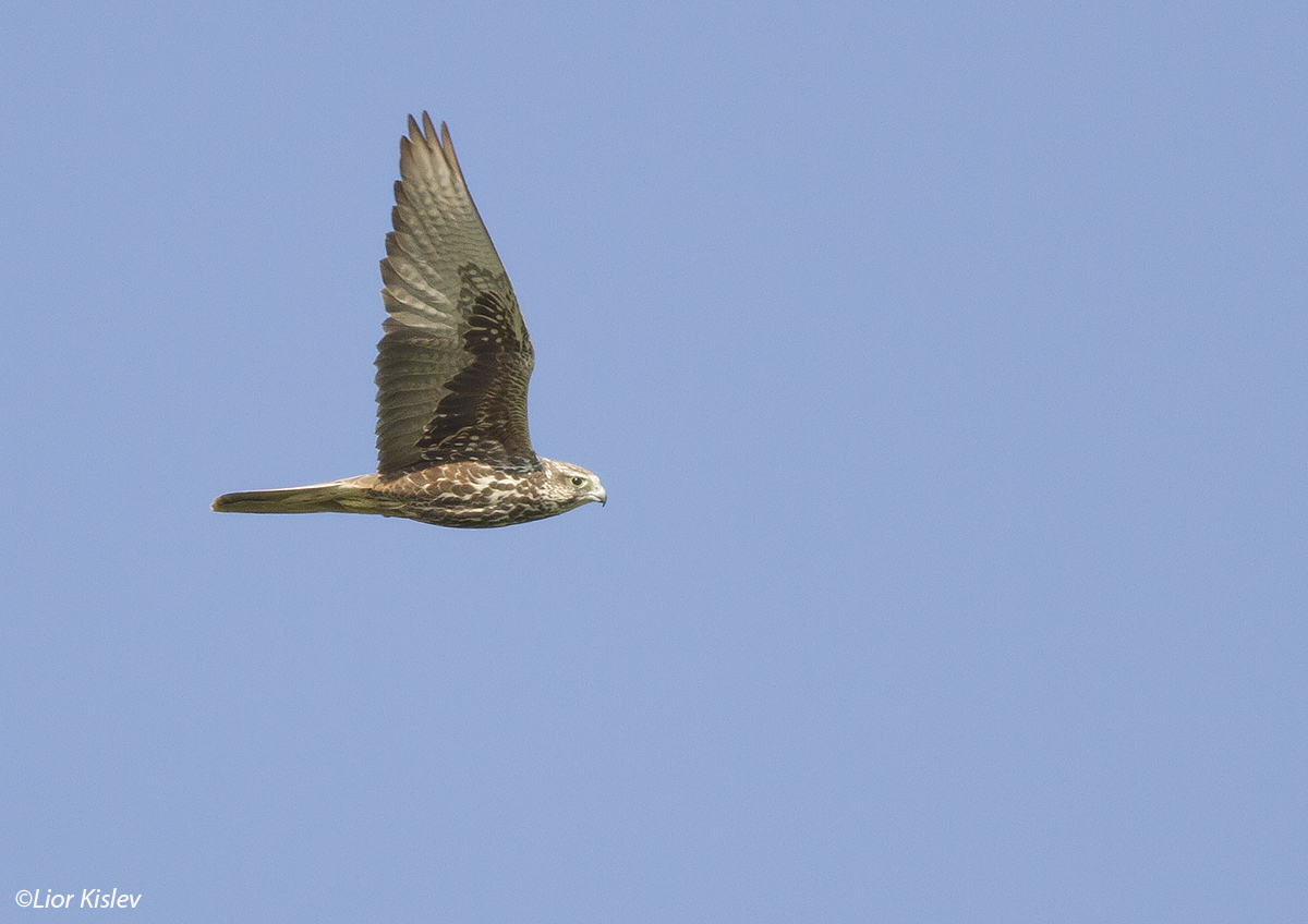Saker Falcon  Falco cherrug , Urim ,north western Negev, Israel , December 2012.